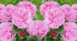 flouers